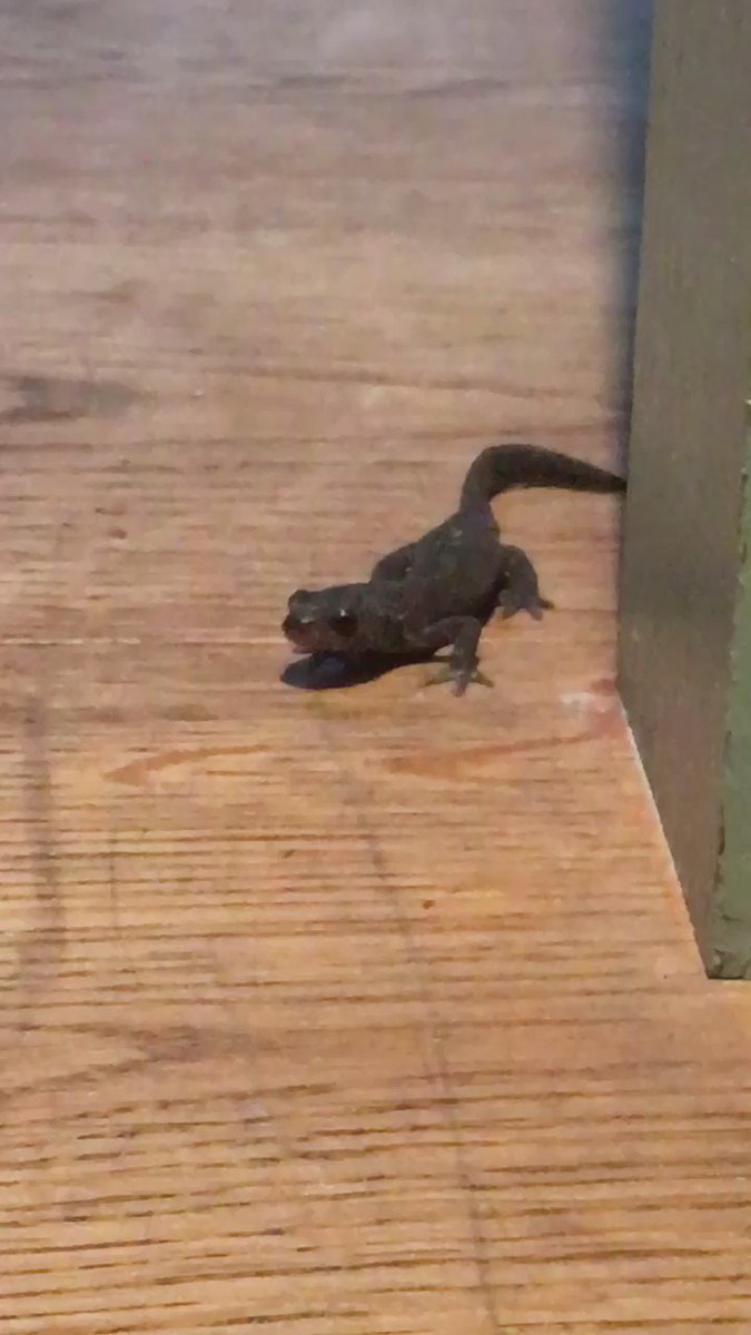 How random a visit from a lizard ! Shall we keep him ? Or her https://t.co/uepg9T6RFQ