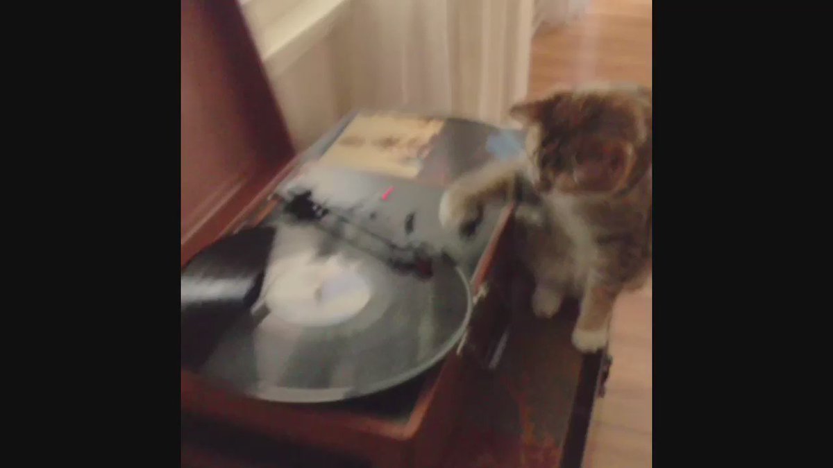 RT @B4BPodcast: For those of u who listened to the last episode and are asking for the cat dj video @BreanneRacano made... Oh boy https://t…