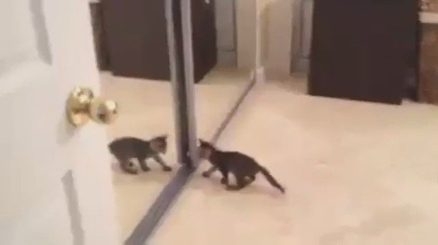 Если котенок играет со своими руками Если котенок играет со своими руками