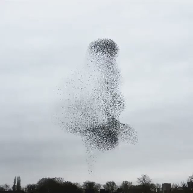 RT @js_jacques: A murmuration of starlings: https://t.co/RU0VCIvOVe