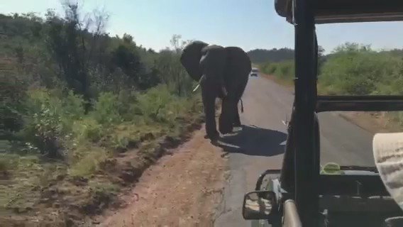 I'm absolutely in awe of these beautiful animals, and I wish people would stop killing them for their ivory. https://t.co/FYtO94aXU6