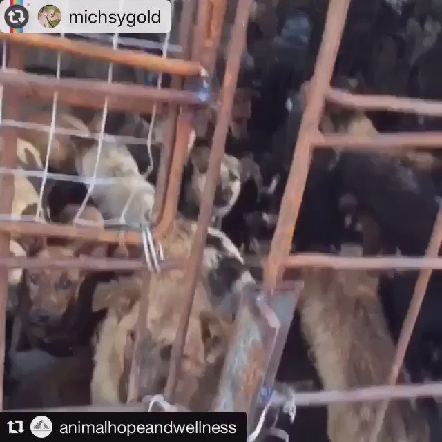 Pls donate to this amazing hero!???????? To help shutdown of Yulin @LisaVanderpump 
https://t.co/lvp22WeT6X https://t.co/n3pNjZzonG