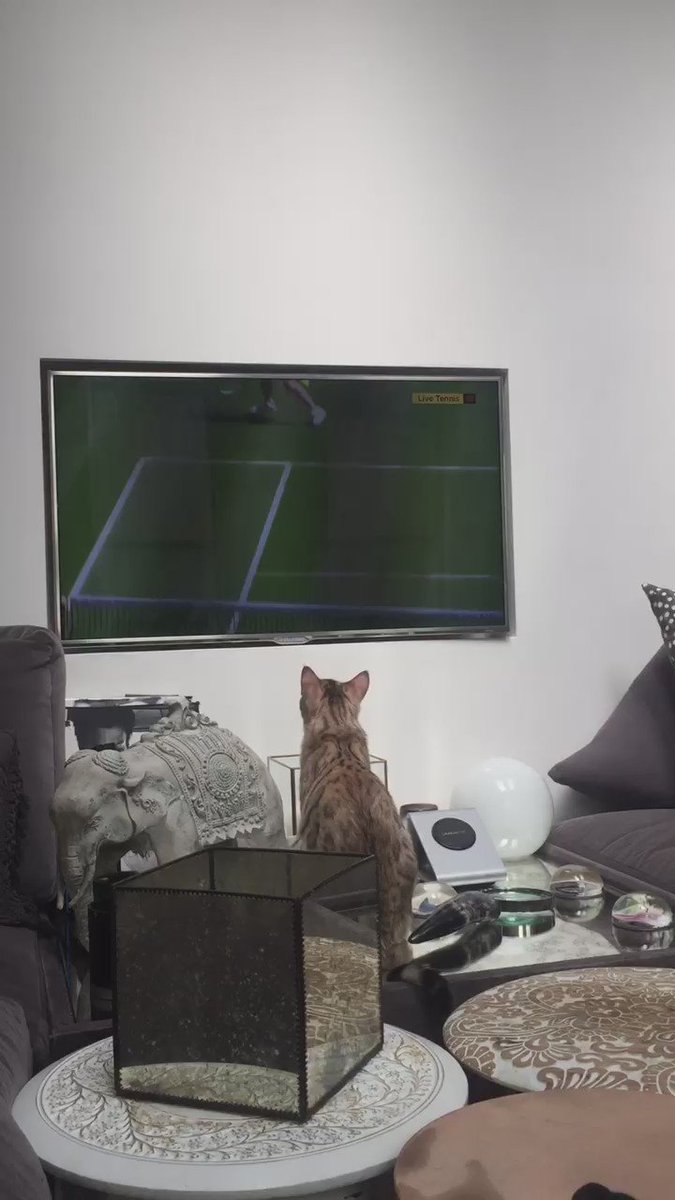 Anyway here's my cat watching the tennis https://t.co/3zUZnYAH8e