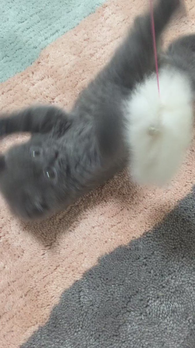 植木さんお誕生日おめでとう!【洲崎西次回予告】ぺっちゃん猫飼い始めました(´ε`*)絶対聞いてくれよな! 植木さんお誕生日おめでとう!【洲崎西次回予告】ぺっちゃん猫飼い始めました(´ε`*)絶対聞いてくれよな!