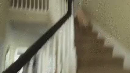 RT @barkbox: PIZZA GUY IS HERE I'LL GET THE DOOR!! ???????????? https://t.co/2DGkh7k97a