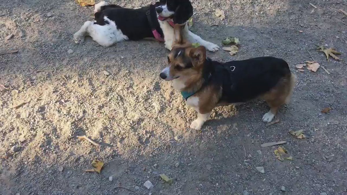 hashtags for dogs hashtag dogs hashtags for dogs hashtag dogs