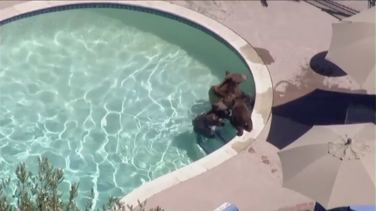 RT @KTLA: Sky5 video captures three bears frolicking in backyard pool of Pasadena home https://t.co/OEDcgdbLRb https://t.co/LS2D4cenkf