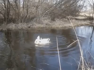 RT @Gotham3: Two swans come asking for help from a human. https://t.co/XblO5AqckX
