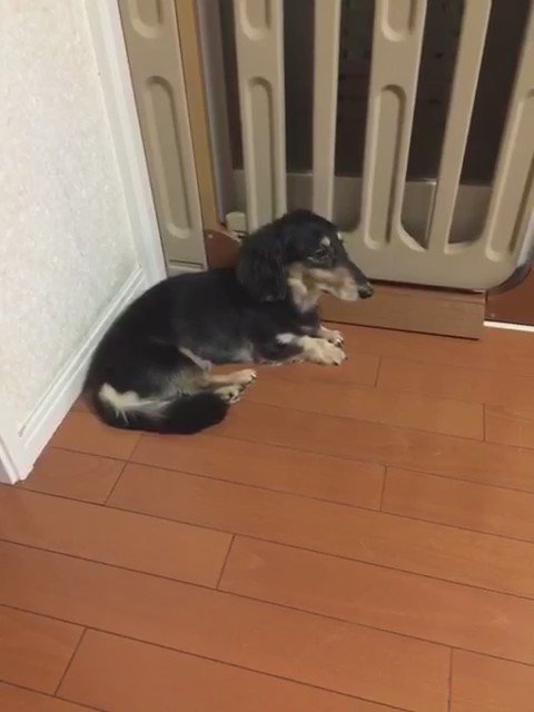 あっちゃんの帰りを待つちょっぴー(*`・ω・´)このあとめちゃくちゃラブラブした(*`・ω・´)ノ♡ #洲崎西 #ちょっ あっちゃんの帰りを待つちょっぴー(*`・ω・´)このあとめちゃくちゃラブラブした(*`・ω・´)ノ♡ #洲崎西 #ちょっ