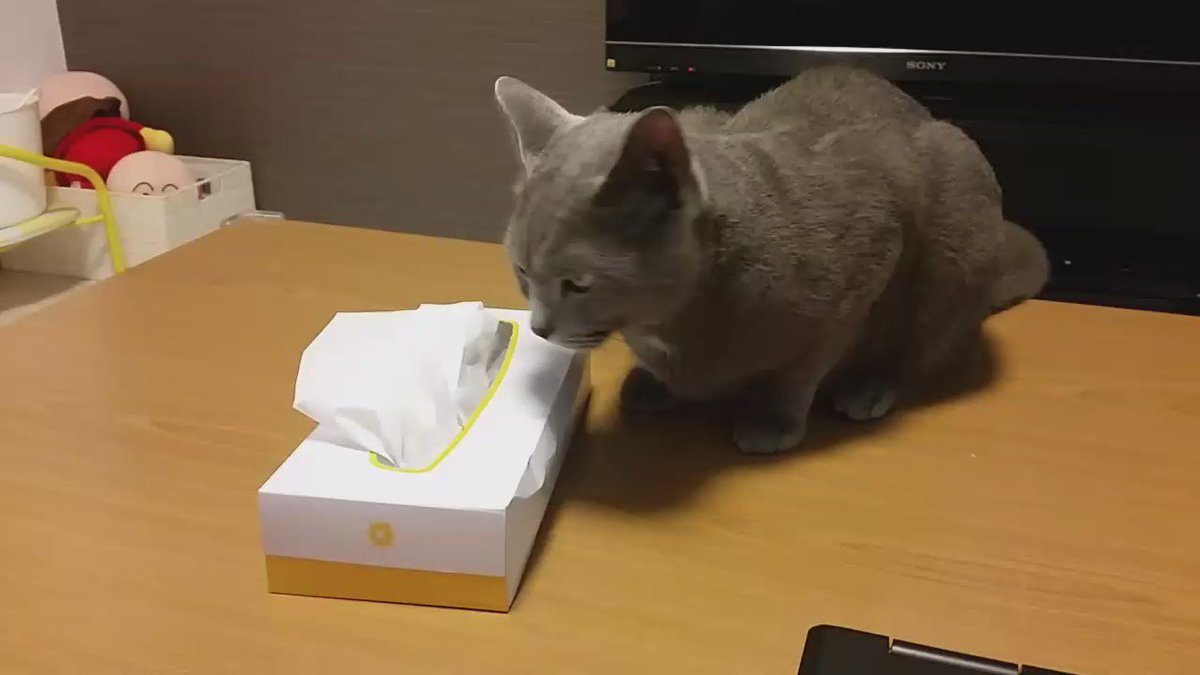 ティッシュ箱つぶす瞬間の動画 再び撮影に成功しました 話題の画像がわかるサイト