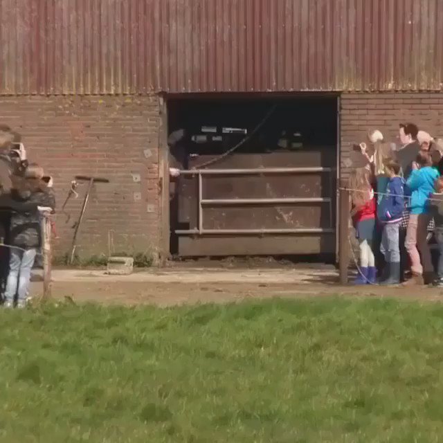 Dairy cows see grass for the first time after being locked indoors for 6 months. This makes my heart so happy ???? https://t.co/m5ibdi5dCT