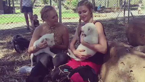 Fell in love with these beautiful baby white lion cubs! ???? https://t.co/Awfll0iDc7