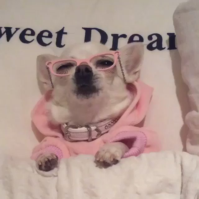 Me. All day. ???? #SickDay #SweetDreams #PinkPJs @chihuahuachloe1 https://t.co/R8MbhePQFQ