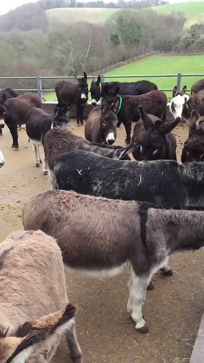 RT @DonkeySanctuary: Happy #WorldWildlifeDay to all of our amazing supporters! https://t.co/dVS97tsuXS