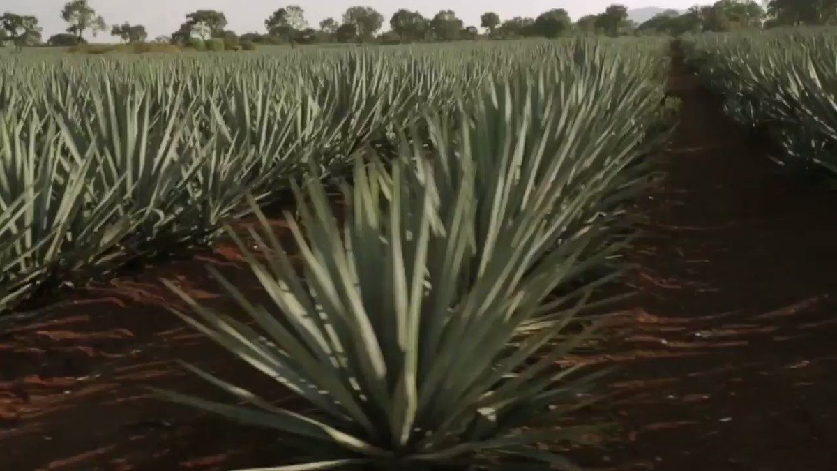 RT @DeLeonTequila: That time @Diddy traveled to Jalisco,  Mexico to harvest his own agave. #FlashbackFriday https://t.co/vcepBgYPJ1