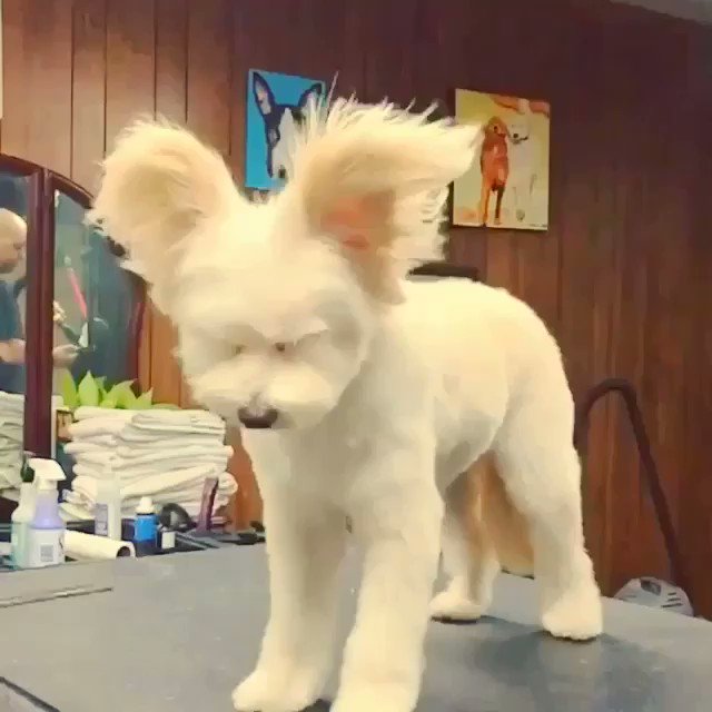 Hair goals. @luckyjess 
https://t.co/RoOpiWIe6U https://t.co/0BHCbP3w6B