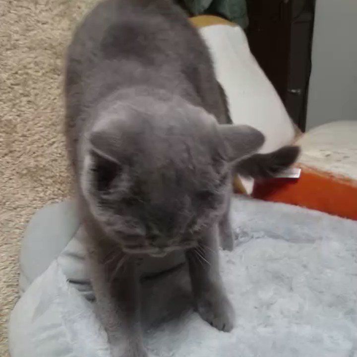 おはようございます(﹡ˆ﹀ˆ﹡)今日もよろしくお願いします(*・ω・)*_ _)相変わらずグーちゃんはトトロの頭をフミフ おはようございます(﹡ˆ﹀ˆ﹡)今日もよろしくお願いします(*・ω・)*_ _)相変わらずグーちゃんはトトロの頭をフミフ