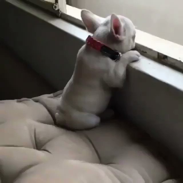 RT @BabyAnimalPics: i can die happy after watching this video https://t.co/KWs81jamOb