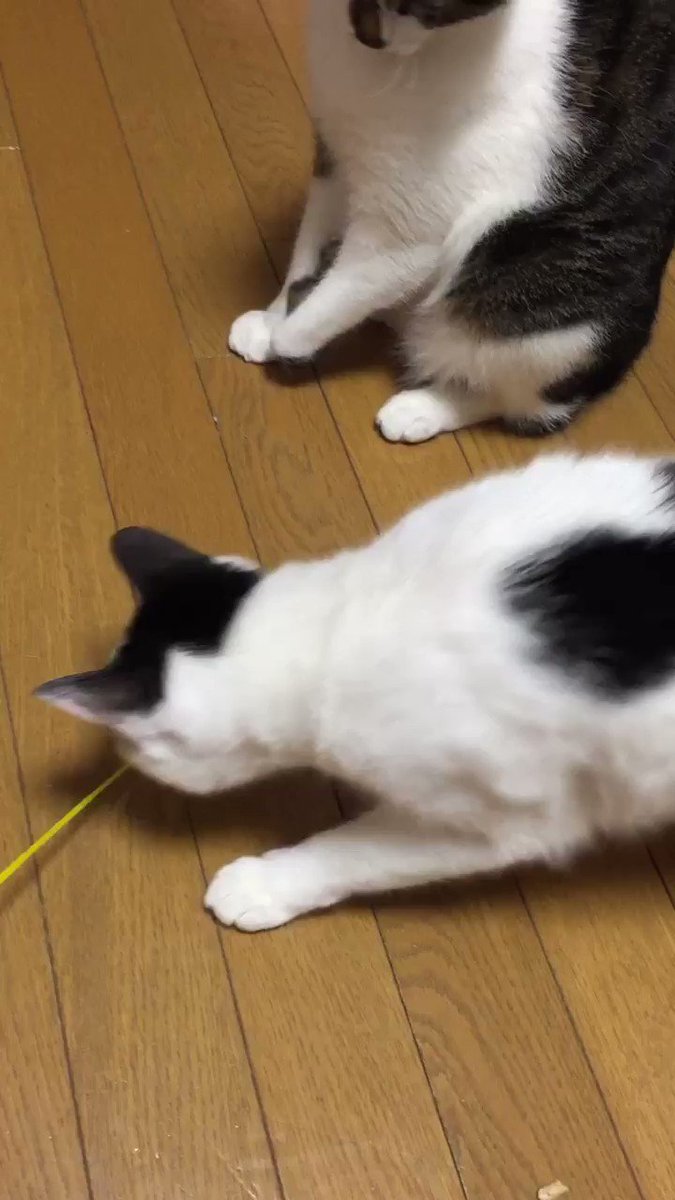 朝からうしおととら交互に遊ぶ譲り合いの精神。2017のGWはこんな感じで終わる😺🐾 朝からうしおととら交互に遊ぶ譲り合いの精神。2017のGWはこんな感じで終わる😺🐾
