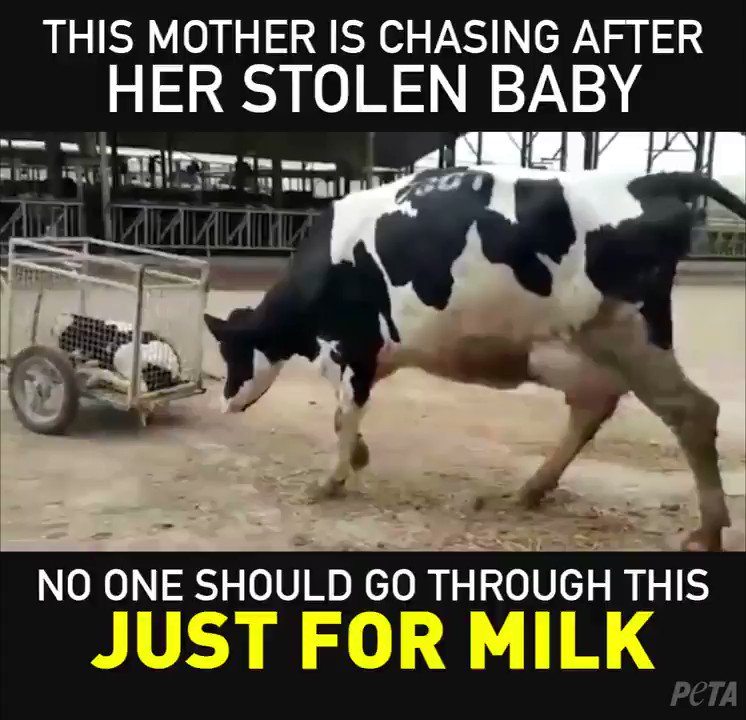 RT @peta: #MomsDontNeed people drinking their babies' milk ????#ReasonsToGoVegan https://t.co/M66a2lxZ2O