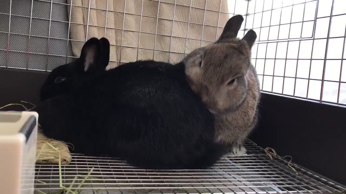 おしりかじり虫🐰😋飼い主テスト終わったぁ✨ おしりかじり虫🐰😋飼い主テスト終わったぁ✨
