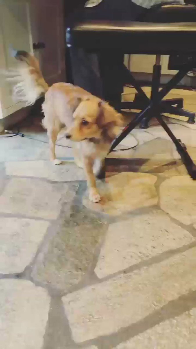 Studio + dog = total bliss ❤️???? https://t.co/P5elPtzJCs