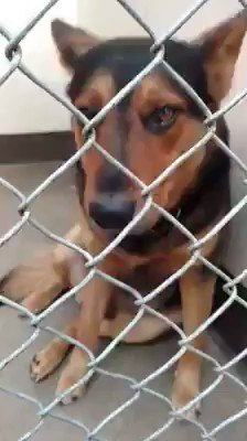 RT @MaureenDe2: Inland valley humane 
CHUCK GERM SHEP MIX
5 YRS
I1272665
909 623 9777 https://t.co/9AL5Sl68vG