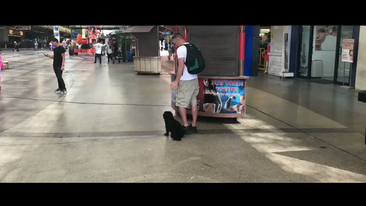 RT @OffLeashK9Train: 8-year old 