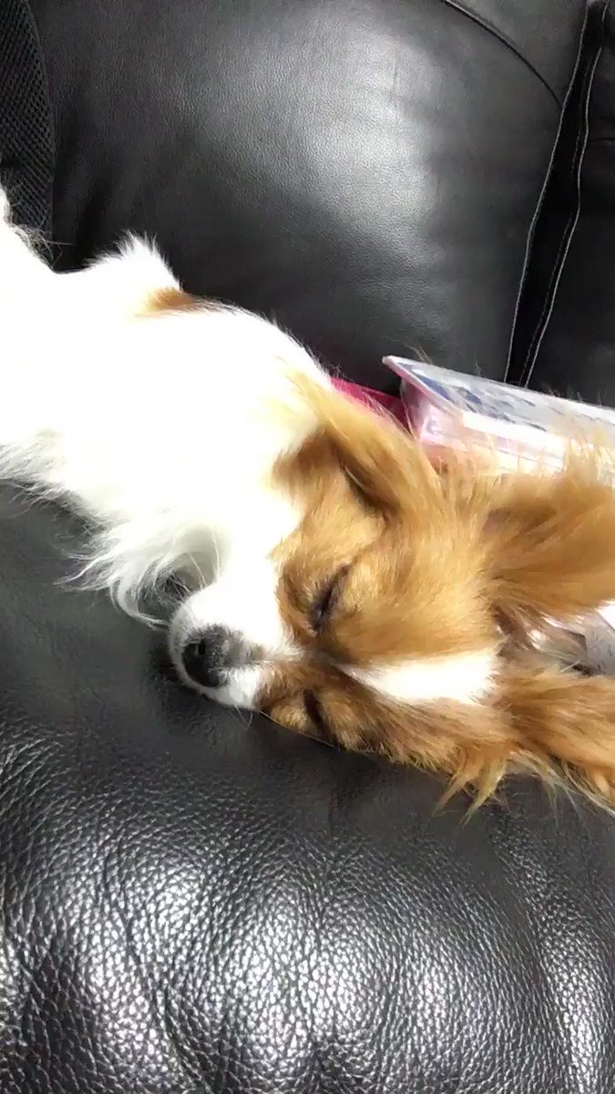 どんな夢見てるのかな?吠えてるだけで足はバタバタしてないから走ってはないかな笑#dog #犬 #愛犬 #パピヨン #ノル どんな夢見てるのかな?吠えてるだけで足はバタバタしてないから走ってはないかな笑#dog #犬 #愛犬 #パピヨン #ノル