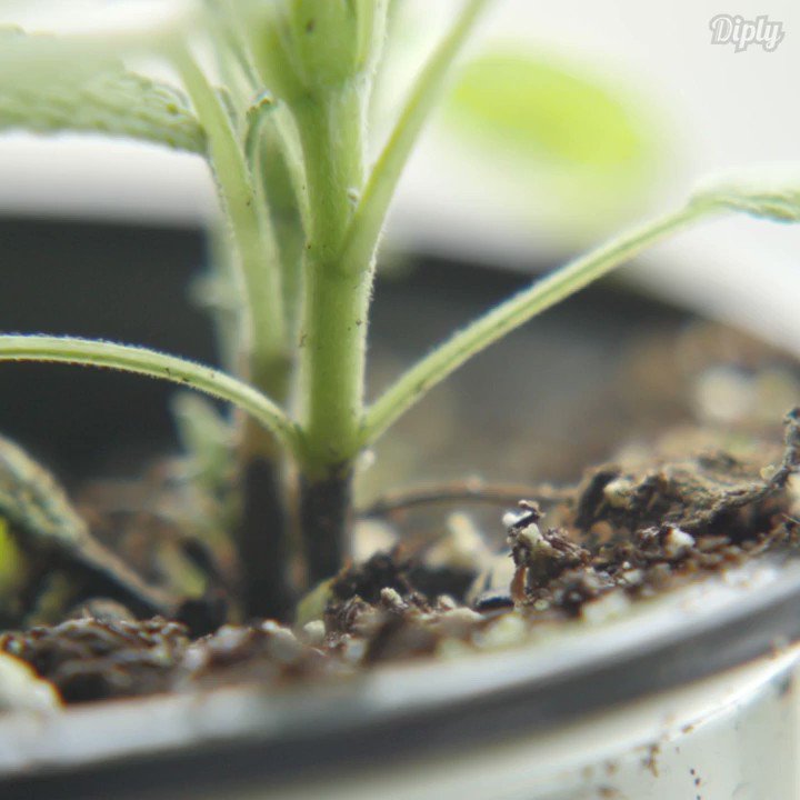 Become a master of seasoning with herbs! #season #food #cooking #Delicious https://t.co/iNnatD622Y