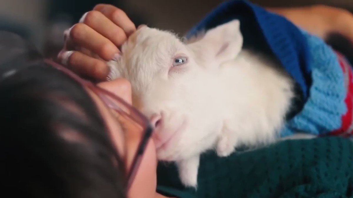 RT @MercyForAnimals: Get ready for some lovin'!!! ???????????????? https://t.co/6jsPBGsbpH