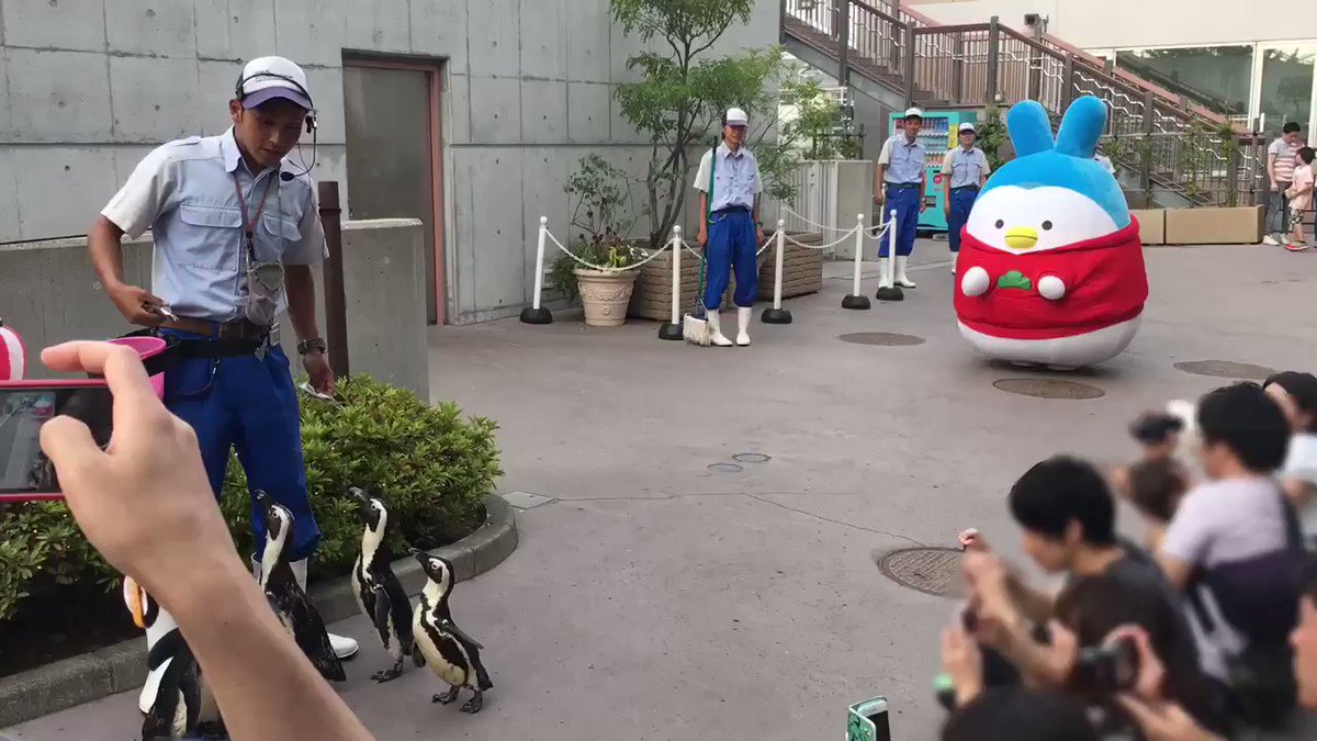 【おそ松さん×空想水族館inシーパラ】次こそはとの意気込みでペンギンパレードに挑戦したうさペン、植え込みに引っかかり無念 【おそ松さん×空想水族館inシーパラ】次こそはとの意気込みでペンギンパレードに挑戦したうさペン、植え込みに引っかかり無念