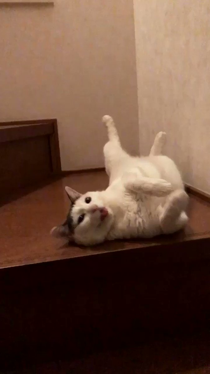 うちのニャンコのなう。昨晩はテラフォーマーズを見てて、止めどきが分からず寝たのは4時…もう朝やーん。続きがめっちゃ気にな うちのニャンコのなう。昨晩はテラフォーマーズを見てて、止めどきが分からず寝たのは4時…もう朝やーん。続きがめっちゃ気にな