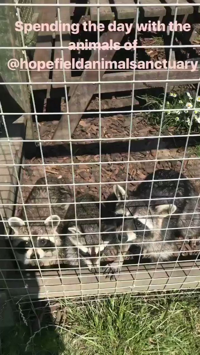 Can't think of a better way to spend a sunny day???? than at @Hopefield_Essex with these silly guys ???? https://t.co/N0V17wkYu5