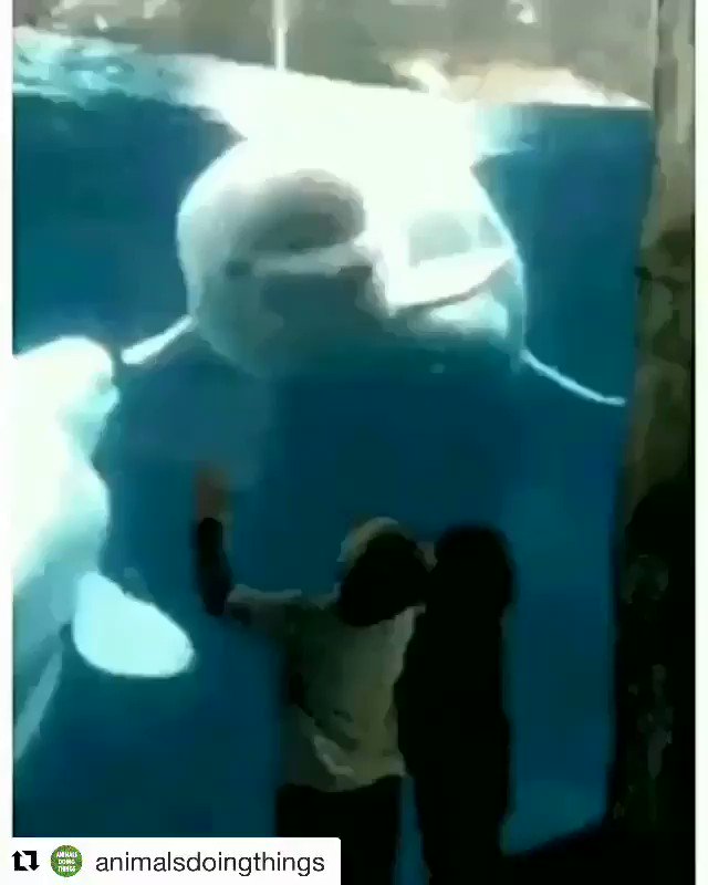 ???? #Repost @animalsdoingthings https://t.co/iPleVyuwhD
