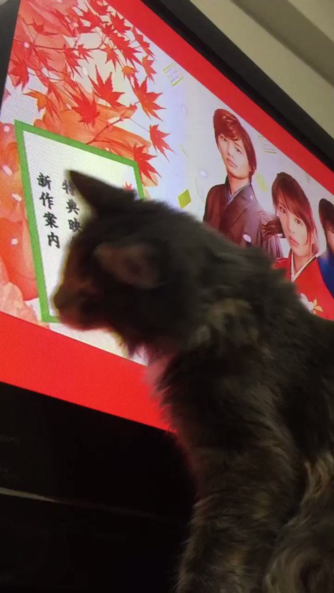 ちはやふるシュシュ子。テレビの中の桜の花びらに夢中なのです(*⁰▿⁰*)❤︎ ちはやふるシュシュ子。テレビの中の桜の花びらに夢中なのです(*⁰▿⁰*)❤︎