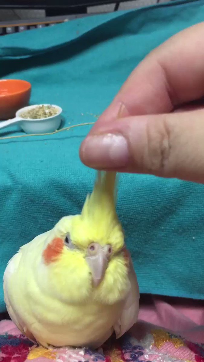 撫でてほしいときはほんとペチャンコなんですよねwたまに足さえたってないwスマホ持ってないときは両手でサンドしたり揉んでる 撫でてほしいときはほんとペチャンコなんですよねwたまに足さえたってないwスマホ持ってないときは両手でサンドしたり揉んでる