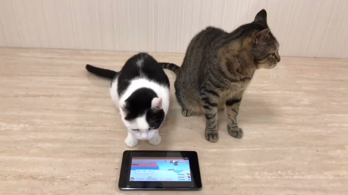 【コラボイベントのお知らせ】「玉之丞のおでかけ」でぶるる・べるるがゲームキャラクターとして28日まで登場します!ぶるる・ 【コラボイベントのお知らせ】「玉之丞のおでかけ」でぶるる・べるるがゲームキャラクターとして28日まで登場します!ぶるる・