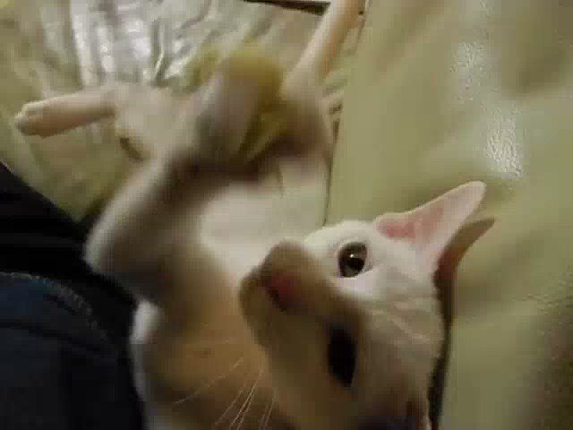 ばなにゃで遊ぼう♪その2雪の猫パンチ炸裂!( *`ω´) #猫動画 #猫好きさんと繋がりたい ばなにゃで遊ぼう♪その2雪の猫パンチ炸裂!( *`ω´) #猫動画 #猫好きさんと繋がりたい