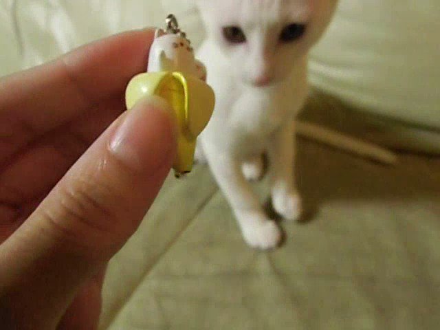 ばなにゃで遊ぼう♪その3ミーアキャット化した雪ww#猫動画 #猫好きさんと繋がりたい #おもしろ動画 ばなにゃで遊ぼう♪その3ミーアキャット化した雪ww#猫動画 #猫好きさんと繋がりたい #おもしろ動画