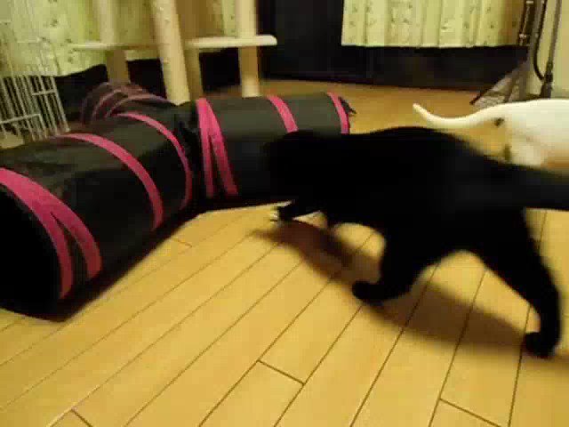 ばなにゃで遊ぼう☆ちびバージョンその2途中からトンネルの中の雪と遊んでるw#猫動画 #猫好きさんと繋がりたい ばなにゃで遊ぼう☆ちびバージョンその2途中からトンネルの中の雪と遊んでるw#猫動画 #猫好きさんと繋がりたい