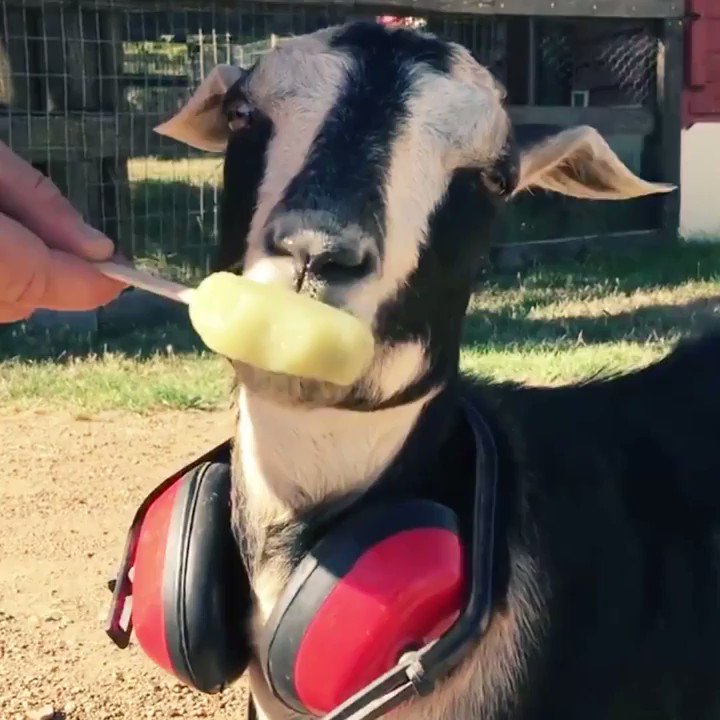 RT @MercyForAnimals: These adorable rescued farmed animals will brighten your day! ???? https://t.co/RL1xs06img