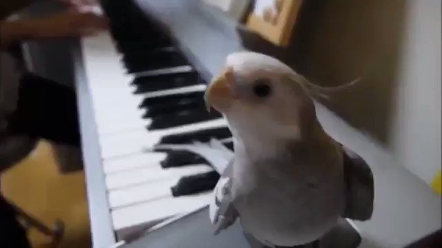 となりのトトロをピアノに合わせて歌うオカメインコ. となりのトトロをピアノに合わせて歌うオカメインコ.