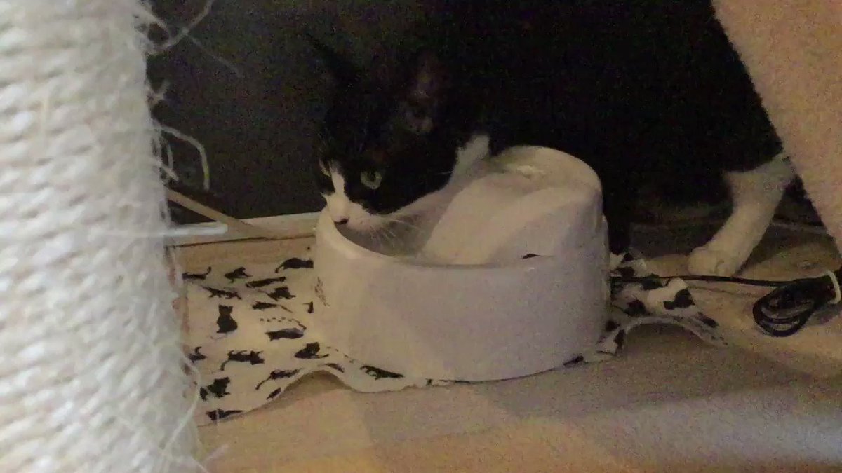 ゆーっくりお水を飲むソデミちゃん。#ネコリパ池袋 #猫好きさんと繋がりたい ゆーっくりお水を飲むソデミちゃん。#ネコリパ池袋 #猫好きさんと繋がりたい