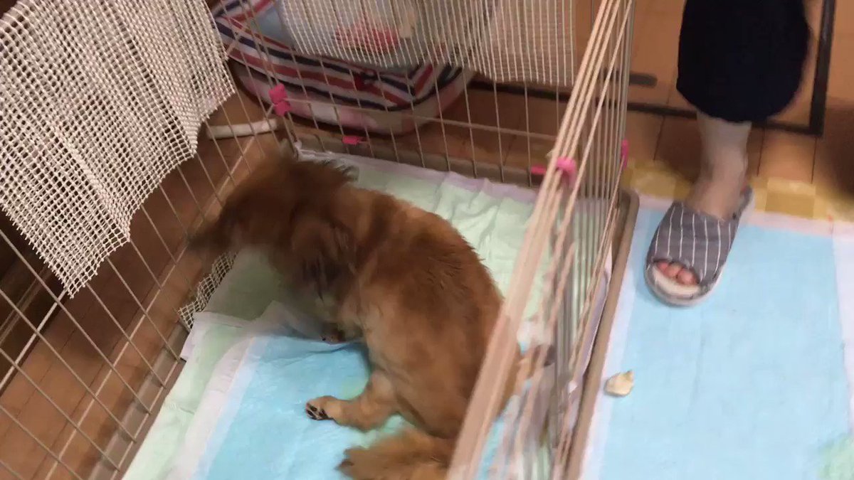 5月に余命2ヶ月って言われて誕生日迎えられへんかもしらんって言われたゆきちゃんが誕生日迎えました🎊12歳の誕生日おめでと 5月に余命2ヶ月って言われて誕生日迎えられへんかもしらんって言われたゆきちゃんが誕生日迎えました🎊12歳の誕生日おめでと