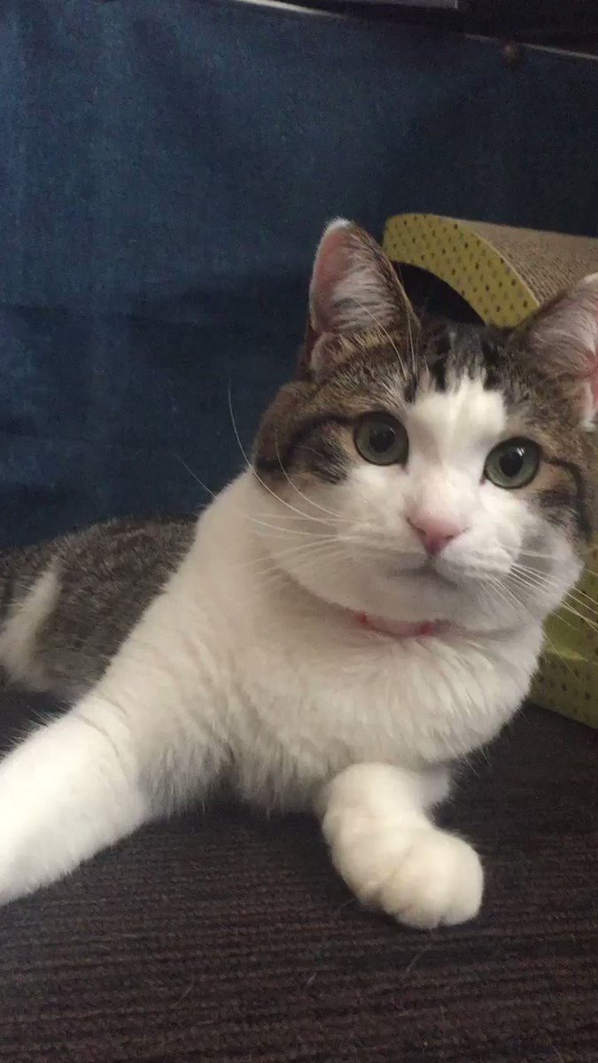 レイラを目で追うユーリ#猫 #ユーリ レイラを目で追うユーリ#猫 #ユーリ