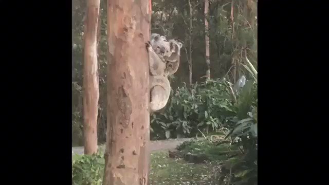 So rare and incredibly awesome to see twin newborn koalas, with their Mum, at #gwinganna. https://t.co/tR6A8cD16K