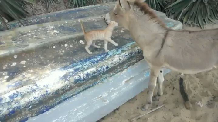 Interspecies affection of the day. https://t.co/vnZddXWWya