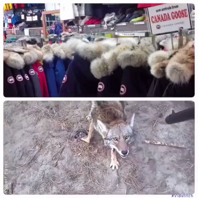 RT @peta2: GRAPHIC: THIS is what you could be paying for when you buy a Canada Goose jacket.

[via Robert Banks] https://t.co/QBvJQ9JnMs