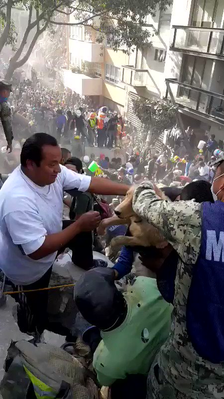 RT @charlemange93: Saving a dog from the rubble. #MexicoCityearthquake https://t.co/CGHAEZjiyT